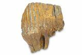 Fossil Woolly Mammoth Upper Molar - Siberia #292765-3
